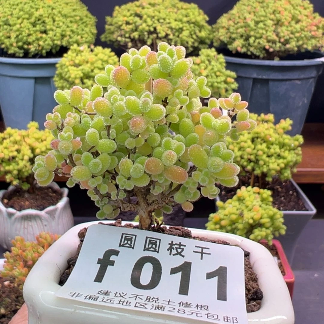 011橘子糖一物一拍