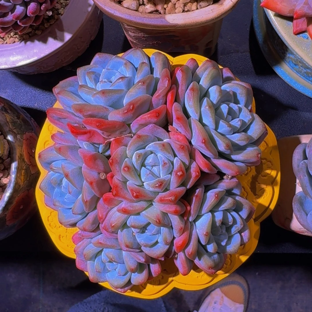 冰玉 群生 一物一拍