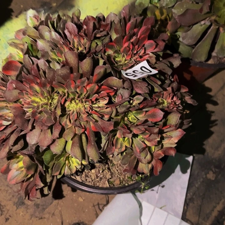 055香妃多肉植物处理不售后缀化