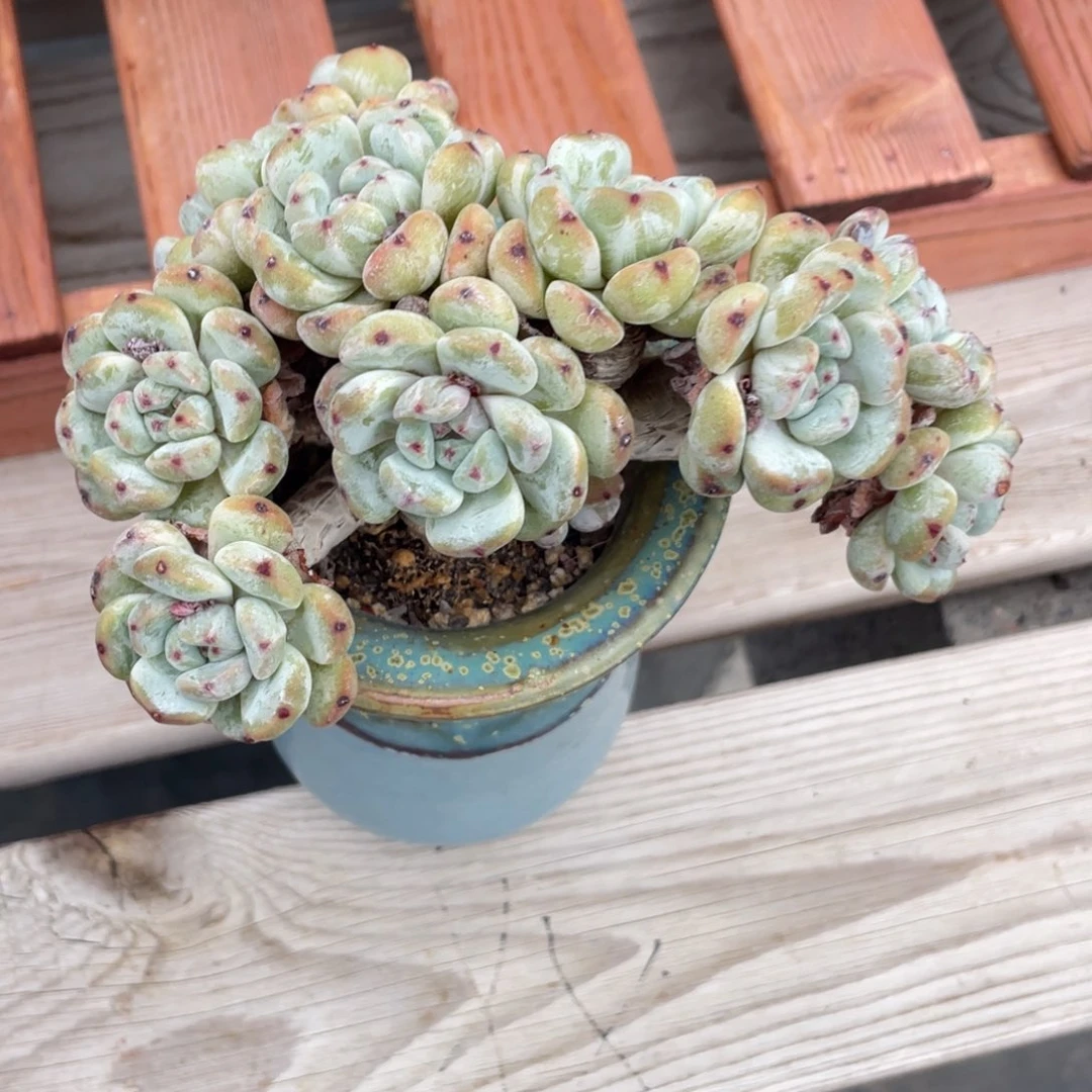 雪爪缀化朵朵缀有摘心