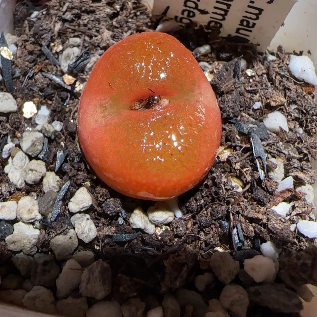 肉锥多肉植物百科-水蜜桃242