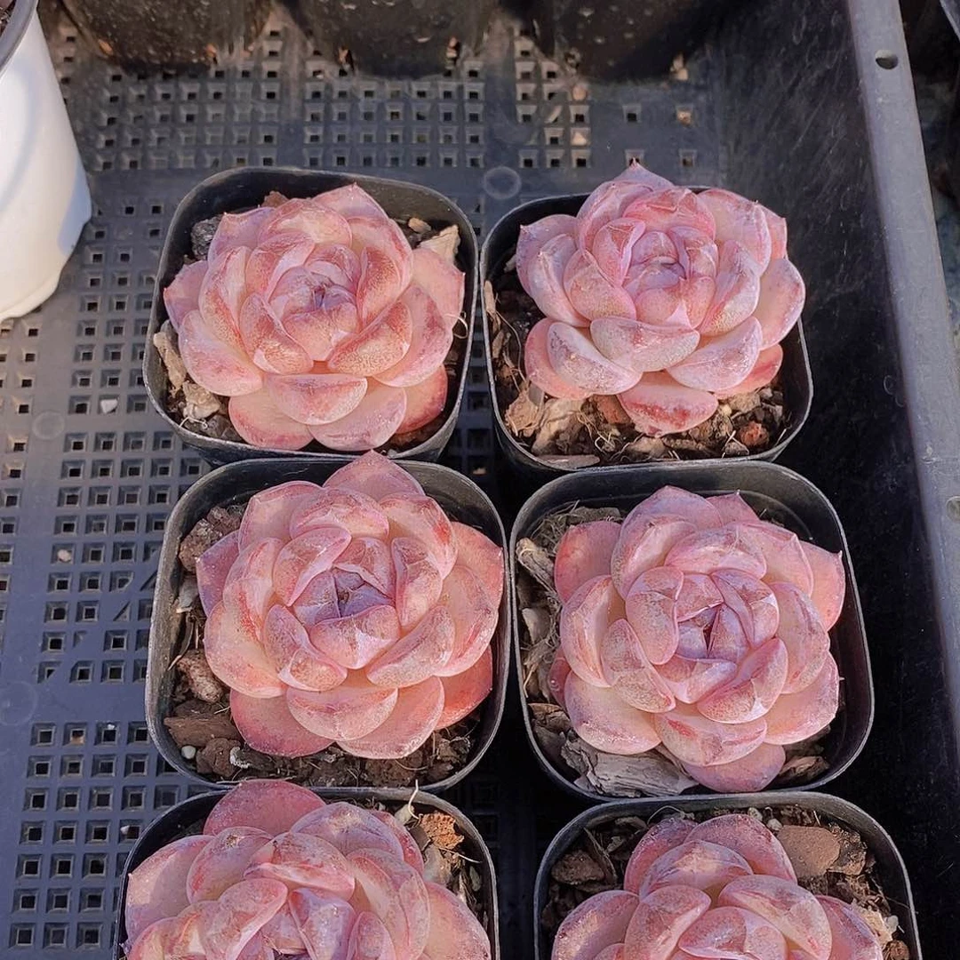 0119-6黑橙单头一颗量拍