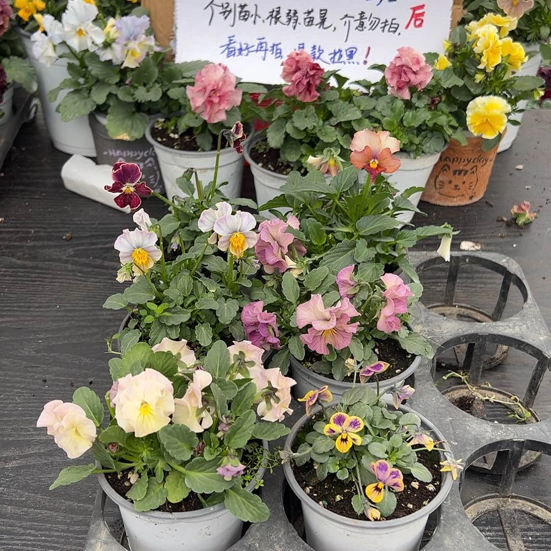 大部分花苞少量开放262号