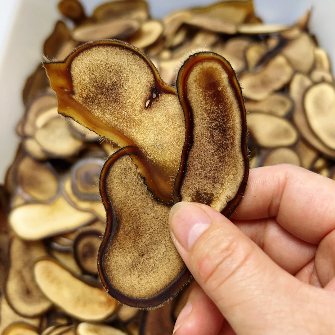 2025新切鹿茸半腊片含血半腊（适合泡水泡酒煲汤打粉全家秋冬滋补）