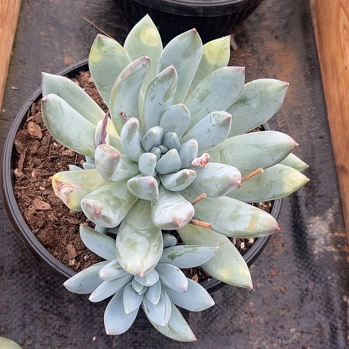 半***田7颗伊丽莎白，一物一拍