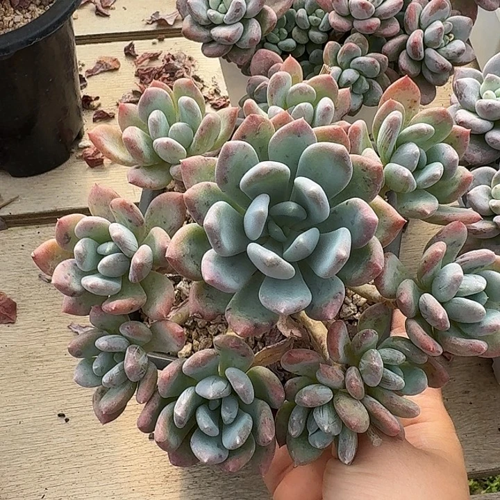 灰姑娘多肉植物的生长