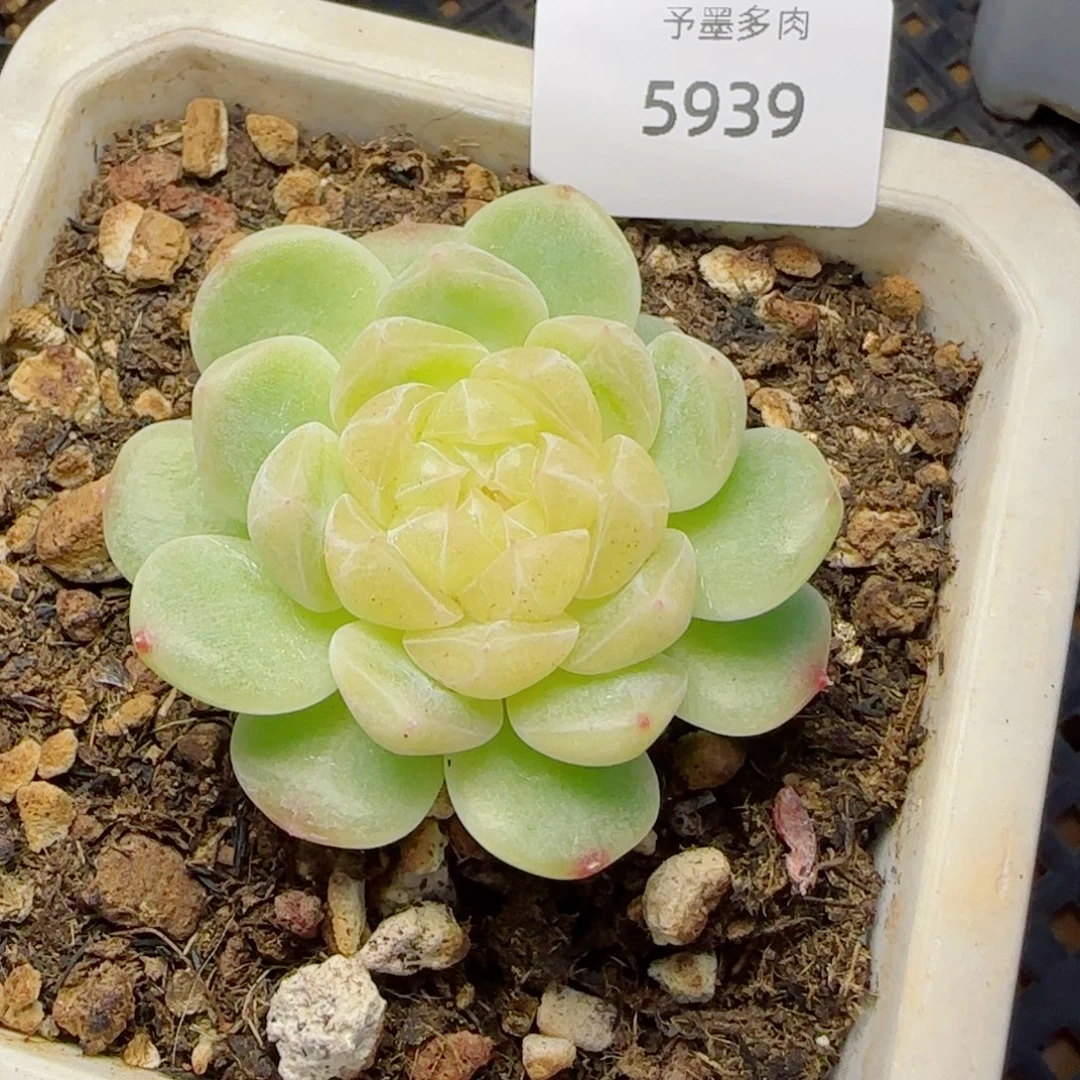 泼天富贵福利，5939多肉植物
