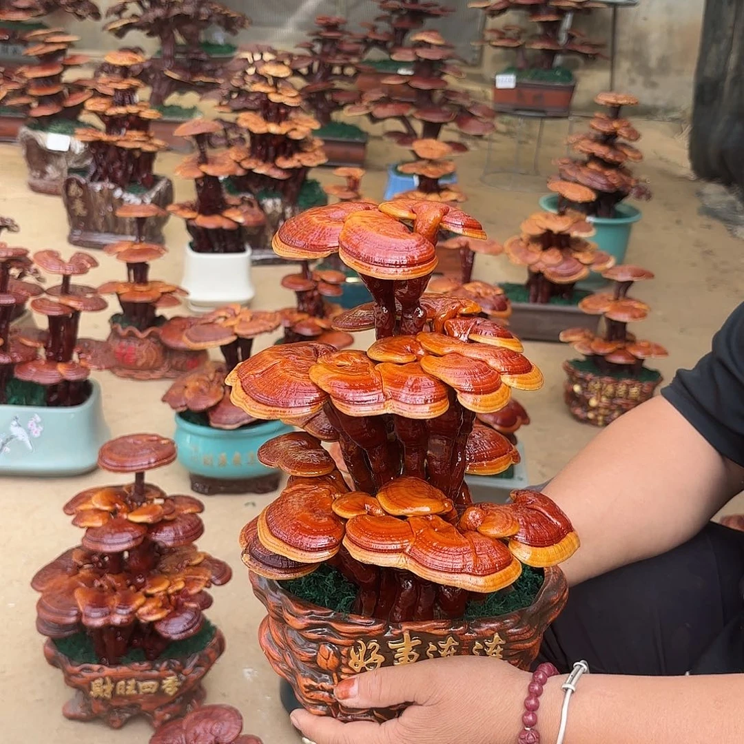 无花朵灵芝是我国著名植物