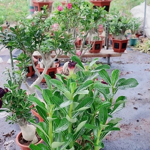 【闪购商品】无花朵凤*