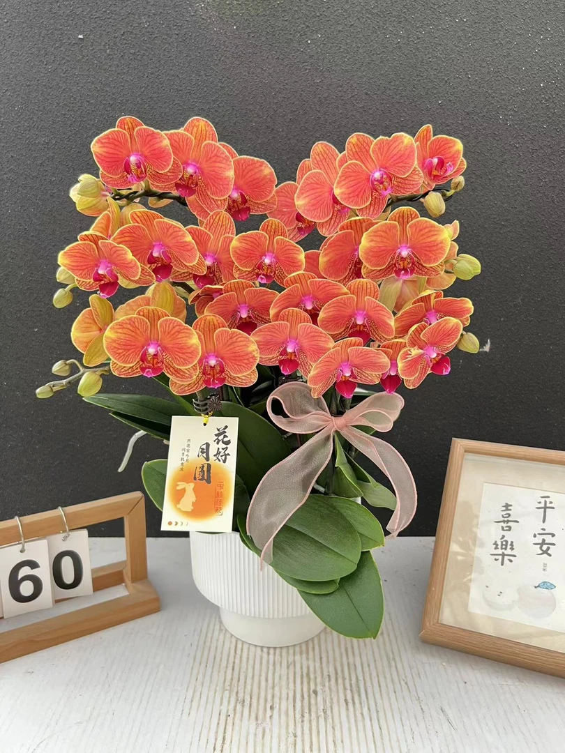 简香《金吉利》鲜花高端蝴蝶兰艺术组盆鲜花摆设送礼高端花卉