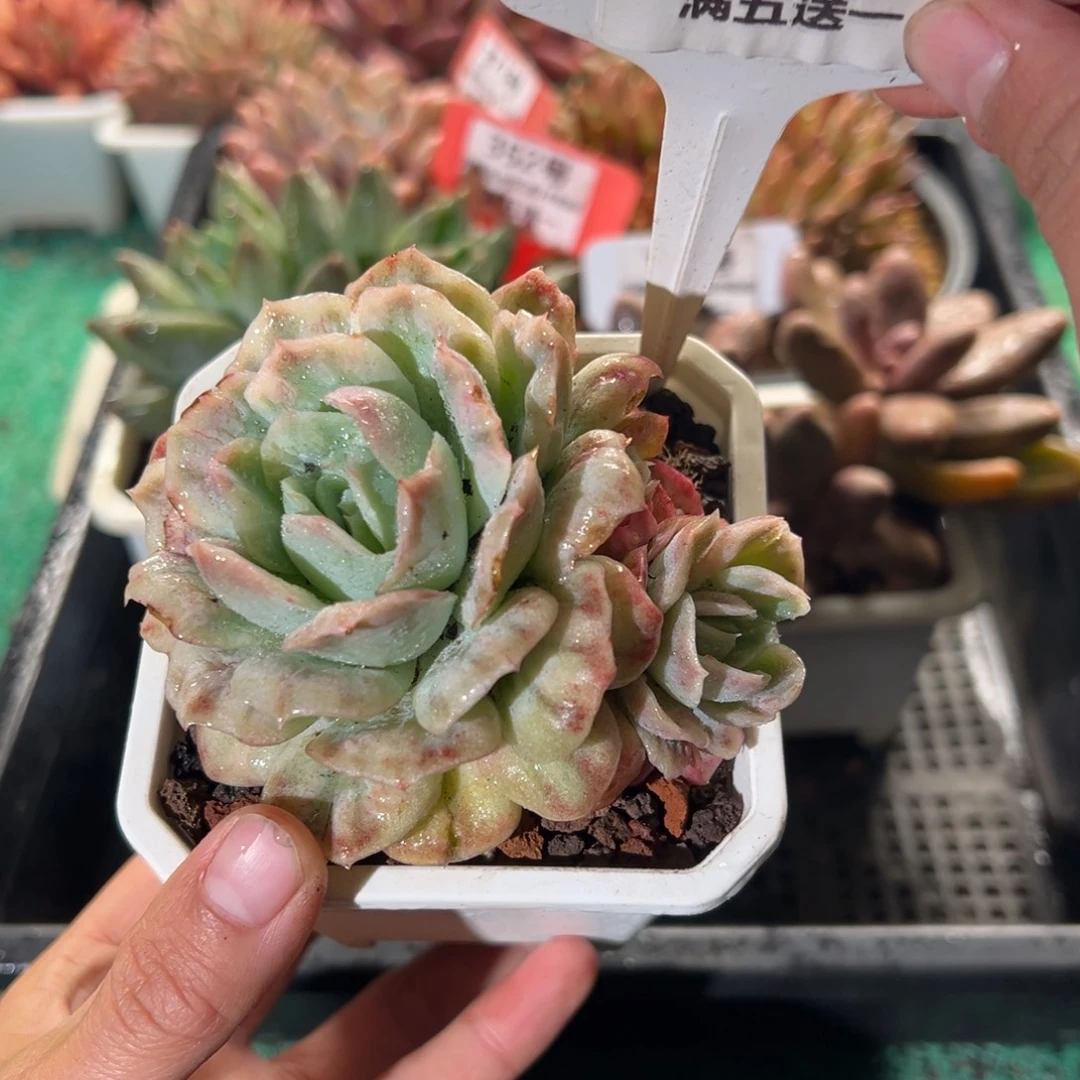 表妹精品多肉植物393.