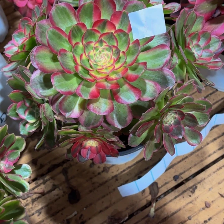 云南海鲜好看31号