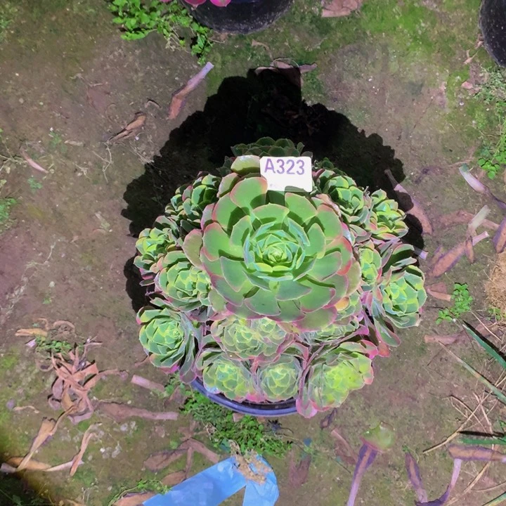 王***玮无花朵特斯拉323000000000