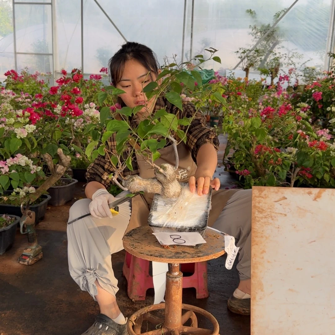 大部分花苞少量开放同安红 8
