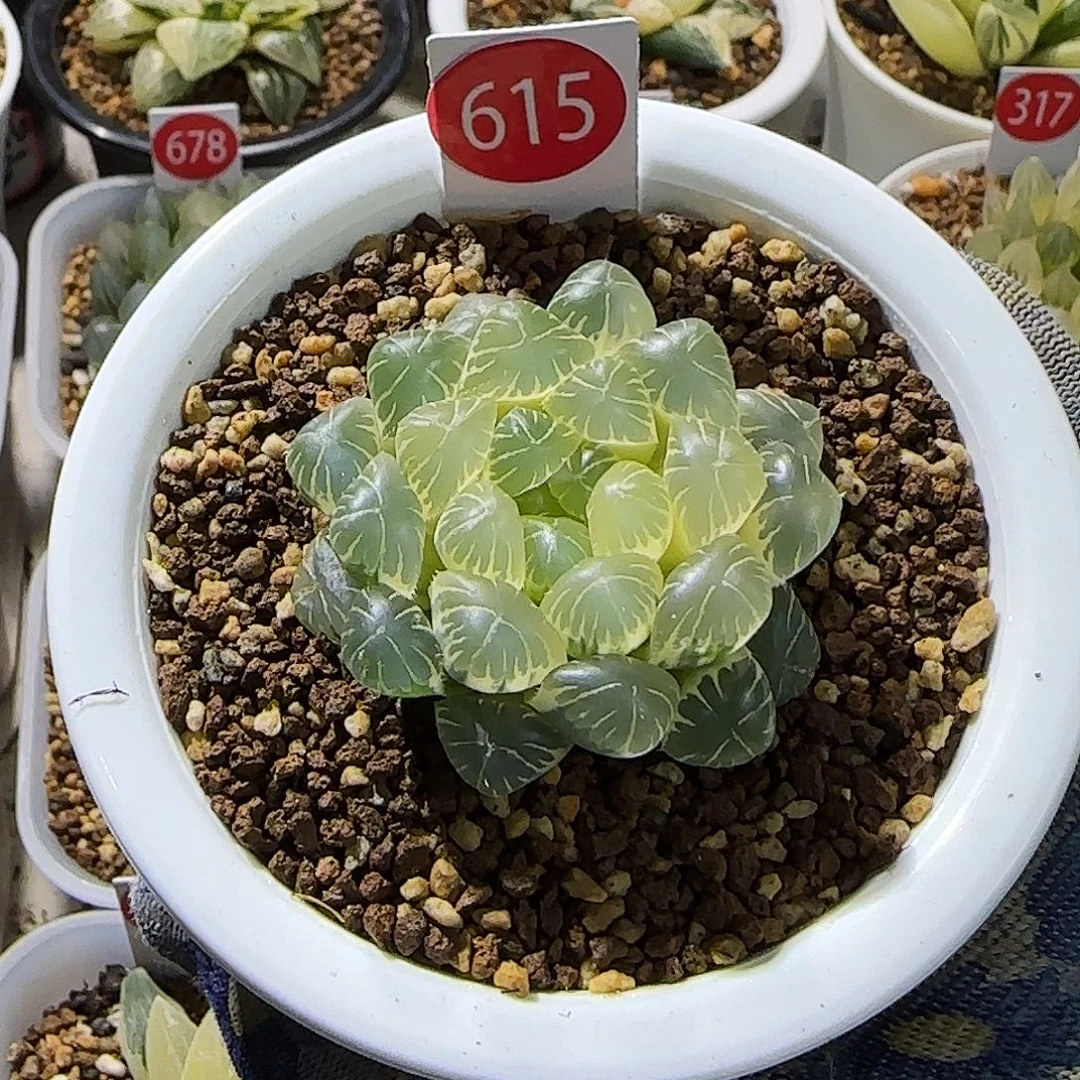 615号糊斑湖水 5.3 厘米左右一物一拍带盆发货