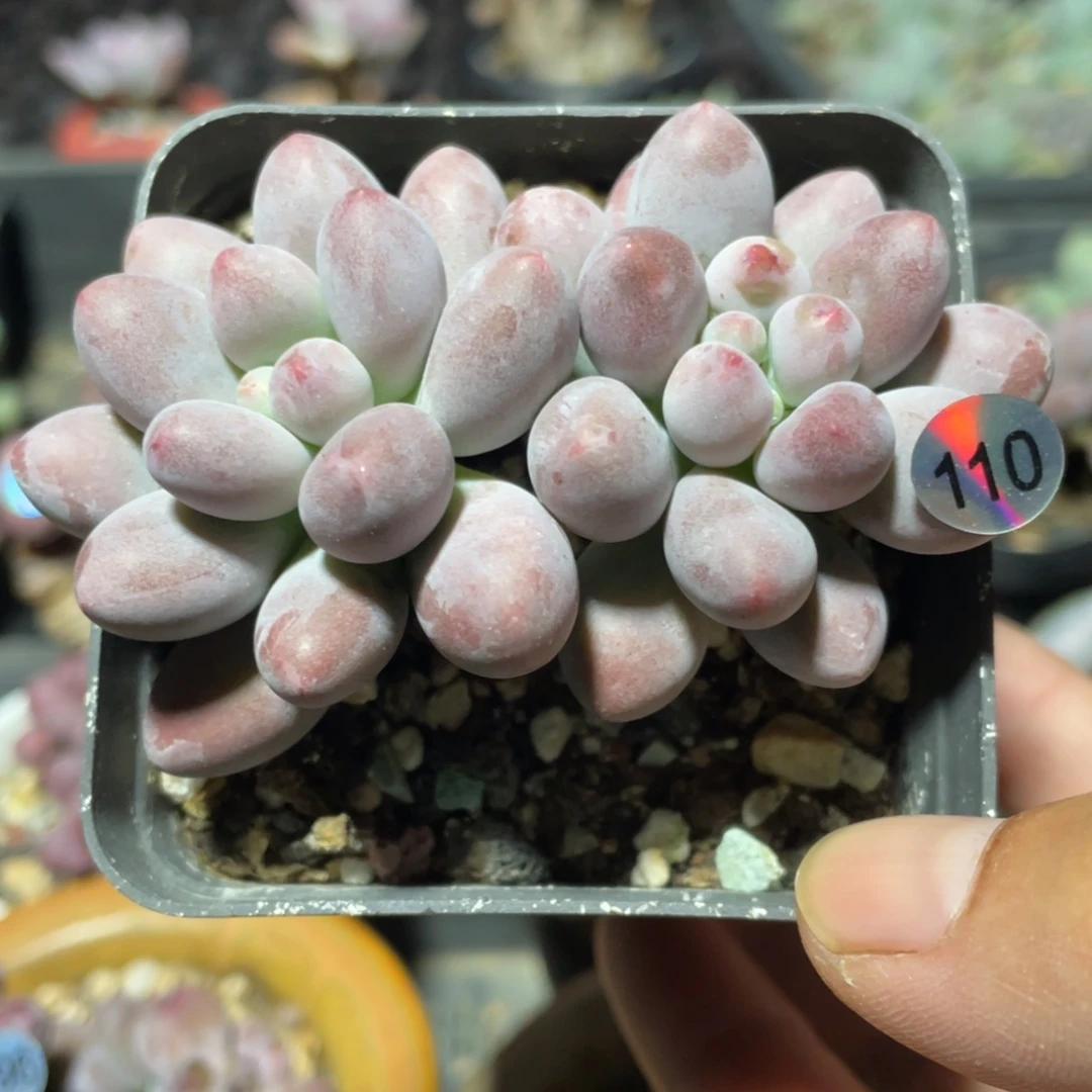 仙子奶酪多肉植物