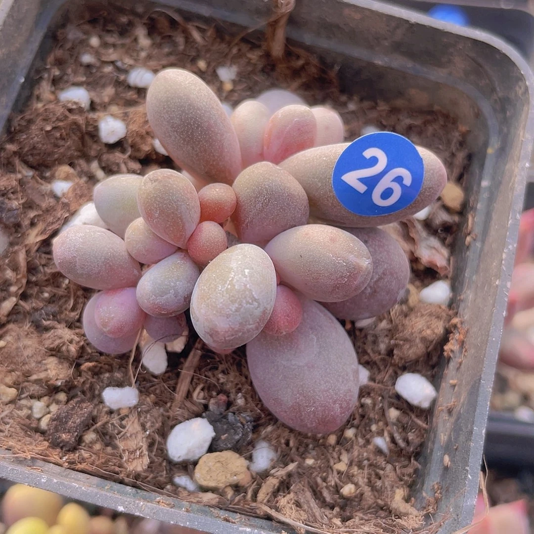 糖果美人 多肉群生