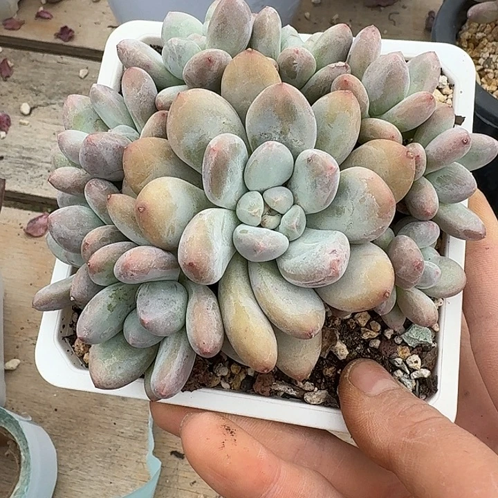 香水多肉植物的生长