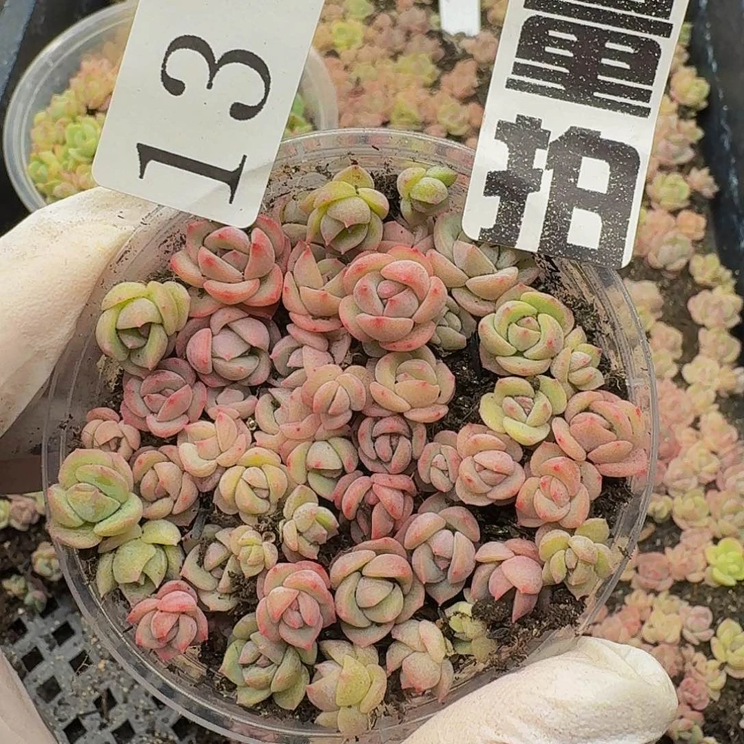 多肉植物多肉植物13量拍