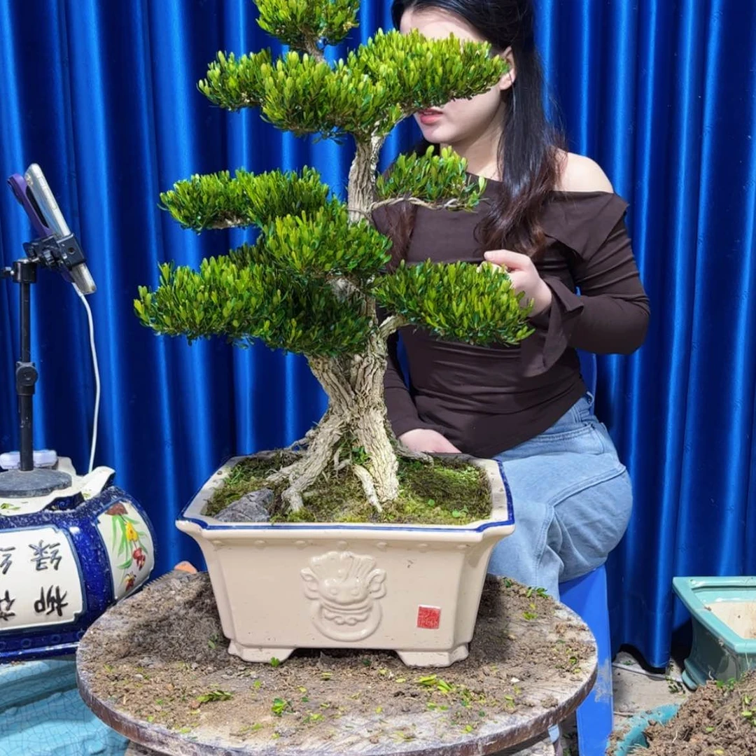 【闪购商品】广东雀舌黄杨盆景
