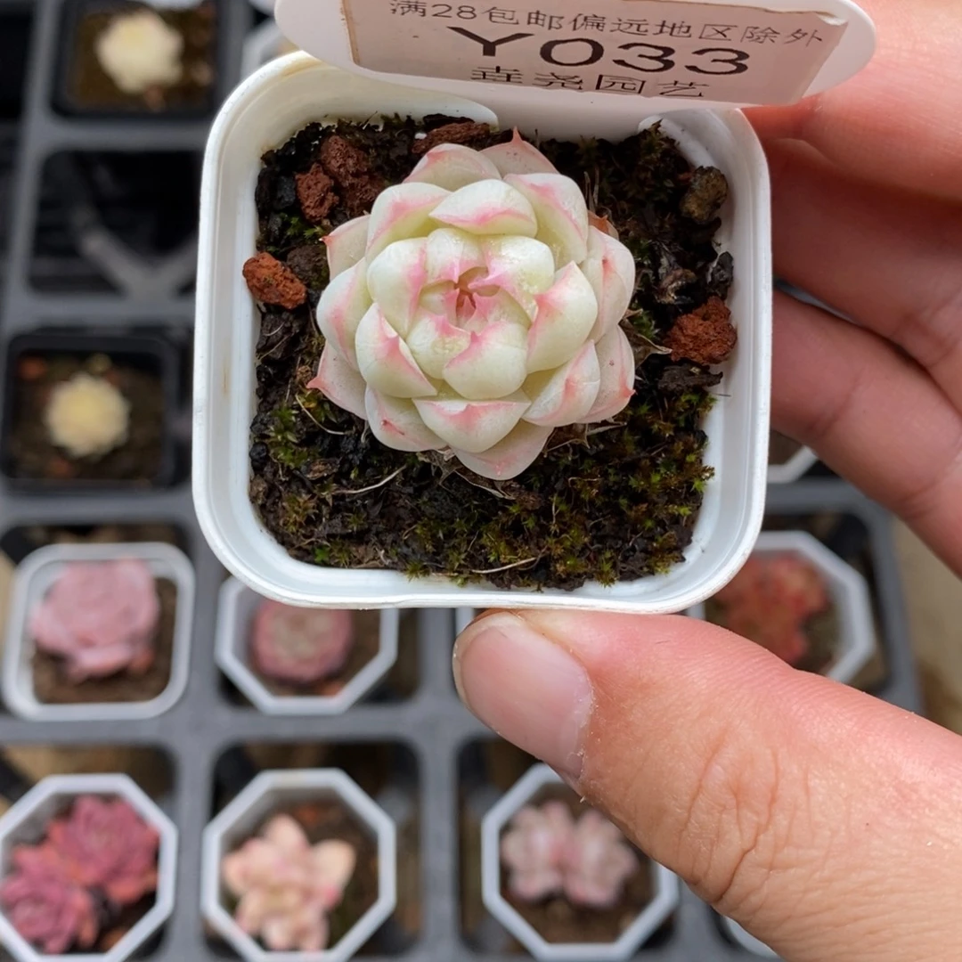 0033 女王单头 3cm