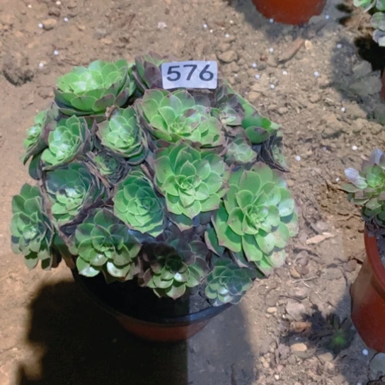 无花朵576多肉植物花月夜