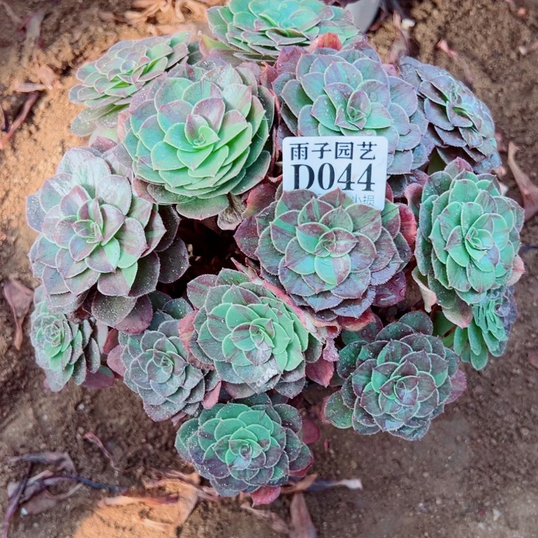 044花夜叶尺寸28左右