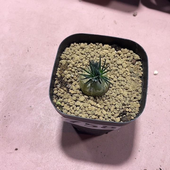 758毛叶迷你海葱块根