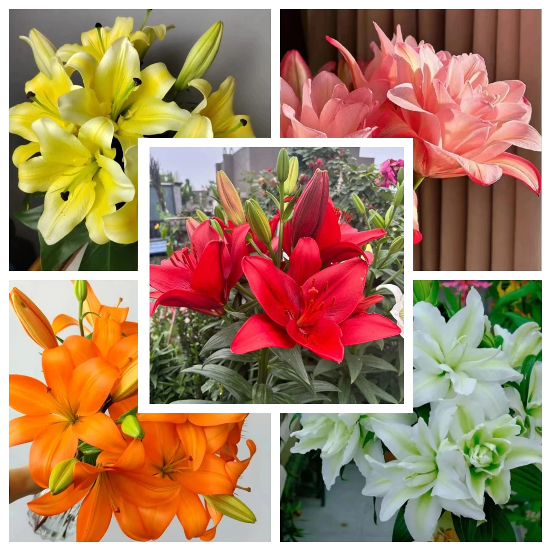 RR达【百合带盆带土栽好发货】进口香水百合种球室内外阳台绿植花卉