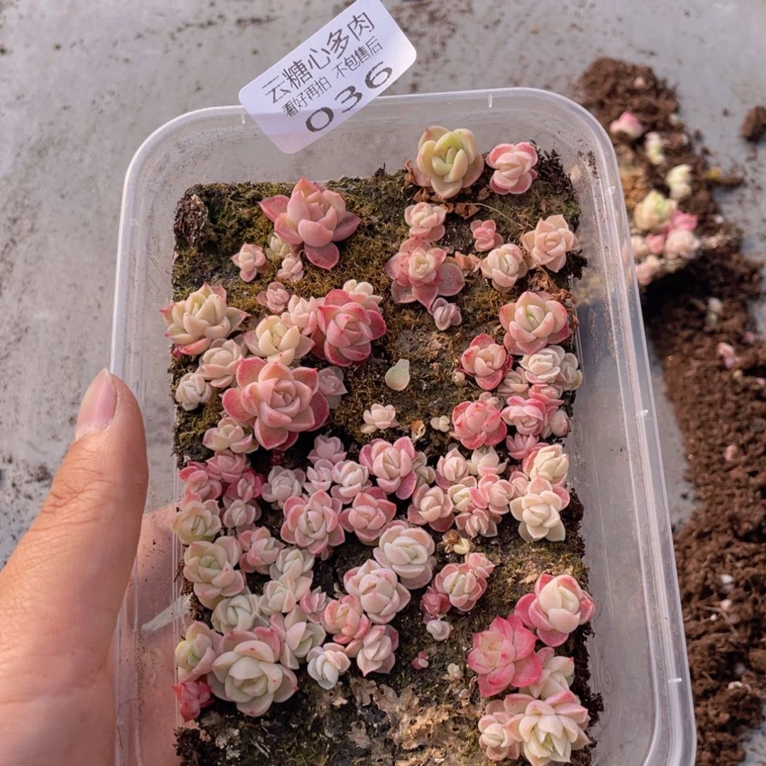 云糖心多肉植物36
