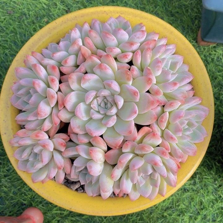 多肉奶油美人手捧-4