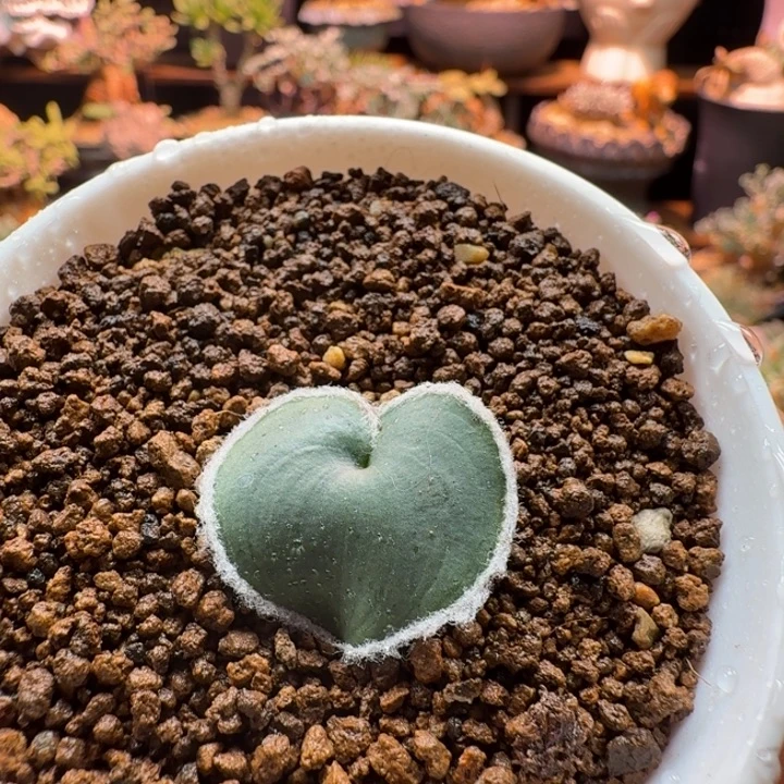 毛爱心074 仙人球