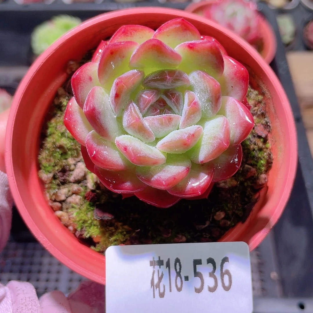 花利美18-536新品
