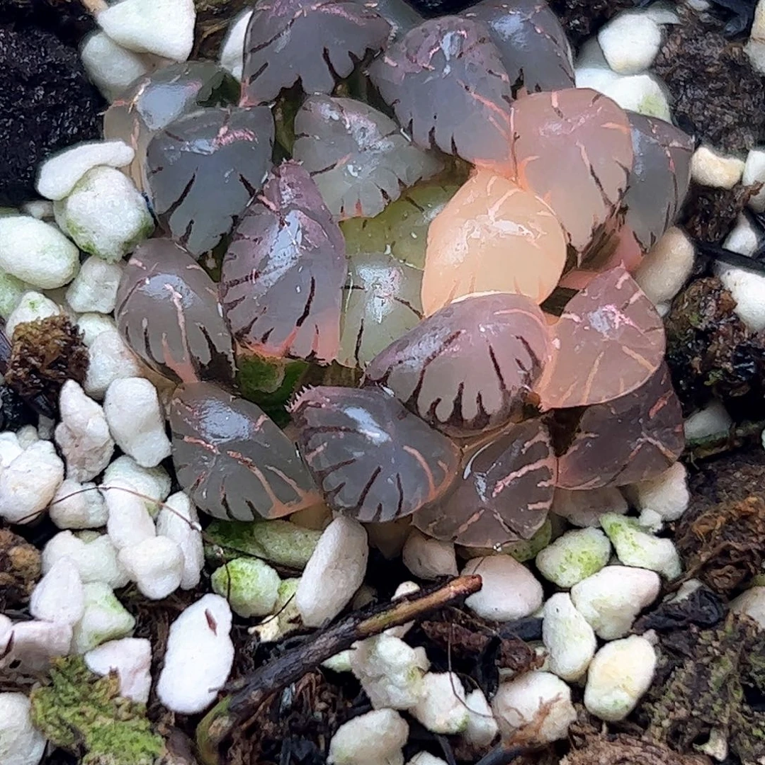 冰灯锦十二卷多肉植物