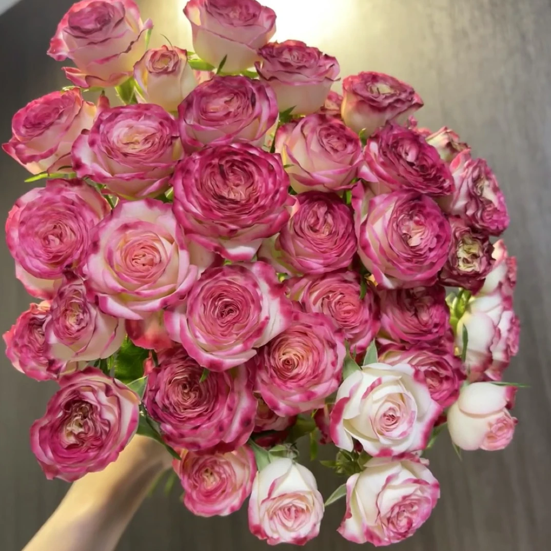 10支街头派对多头 玫瑰   云南基地直发 任意两单起发