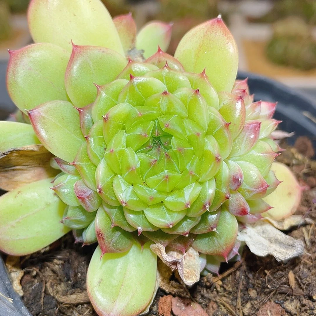 375珍妮母本哈哈哈哈哈