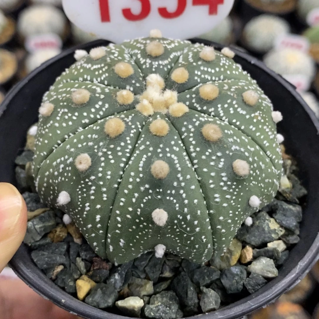 1354海星岩田细雪超兜