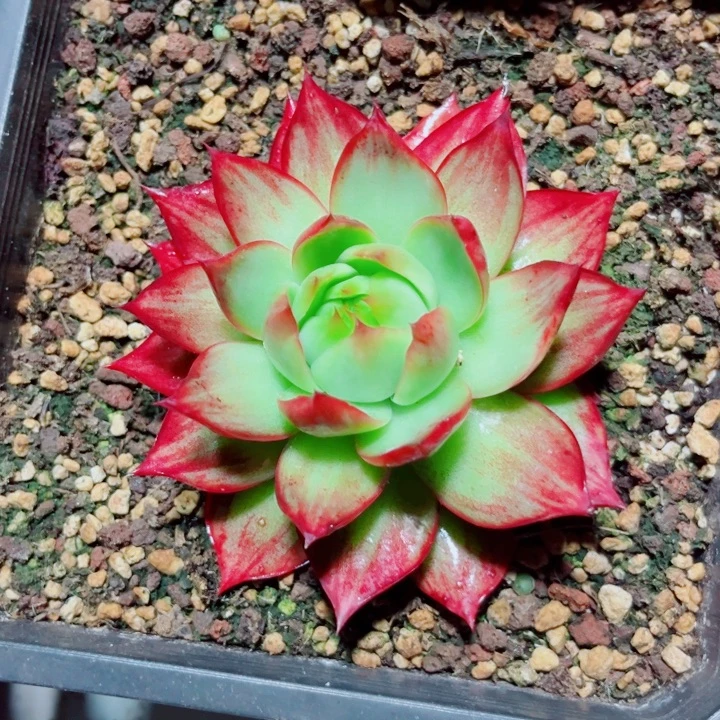 静***窗惊鸿仙子多肉植物A39