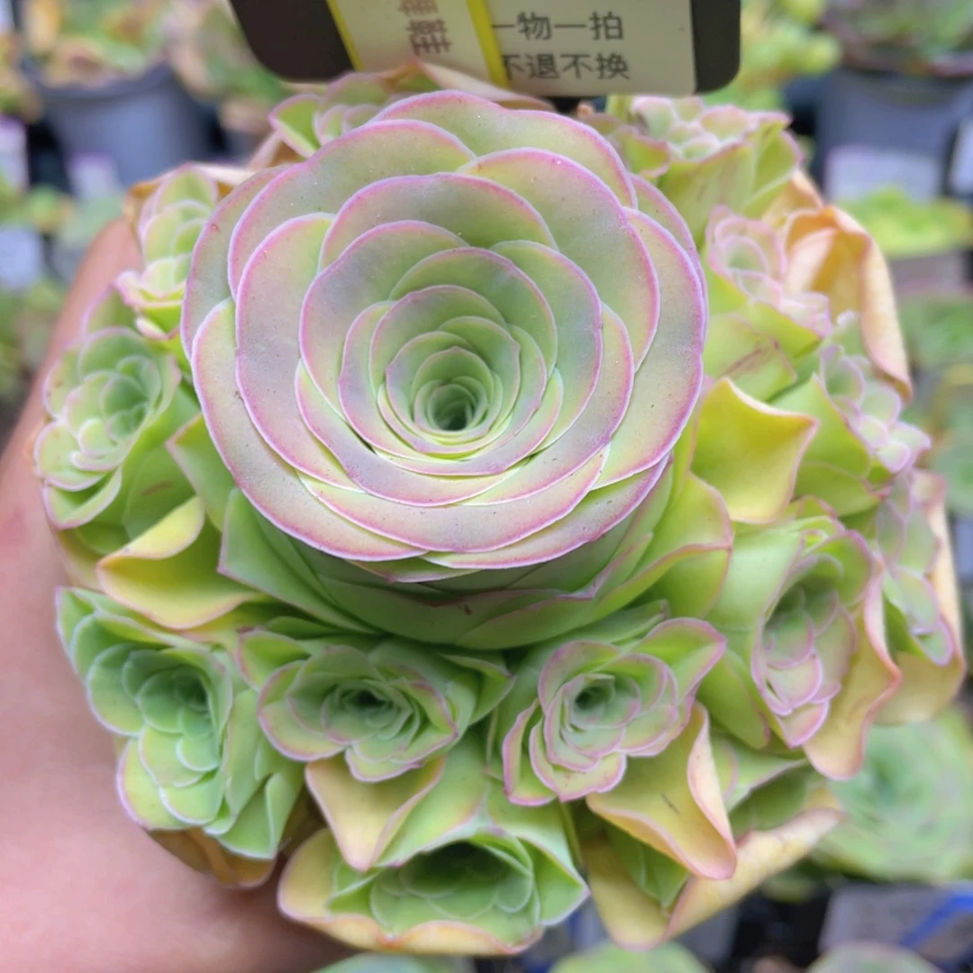 z****6粉红舞鞋多肉712一物一拍