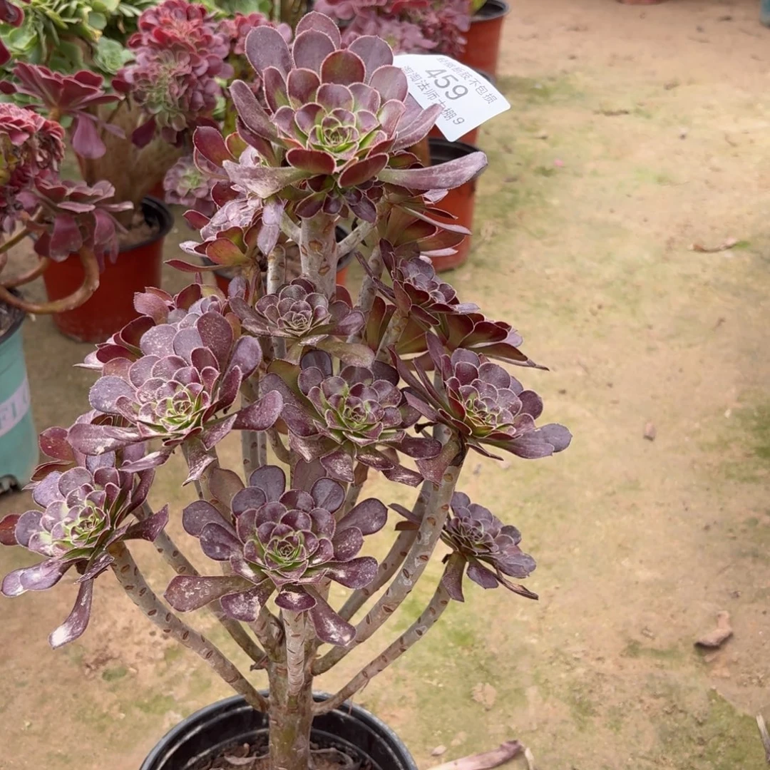 459尖叶黑法师多肉植物法师