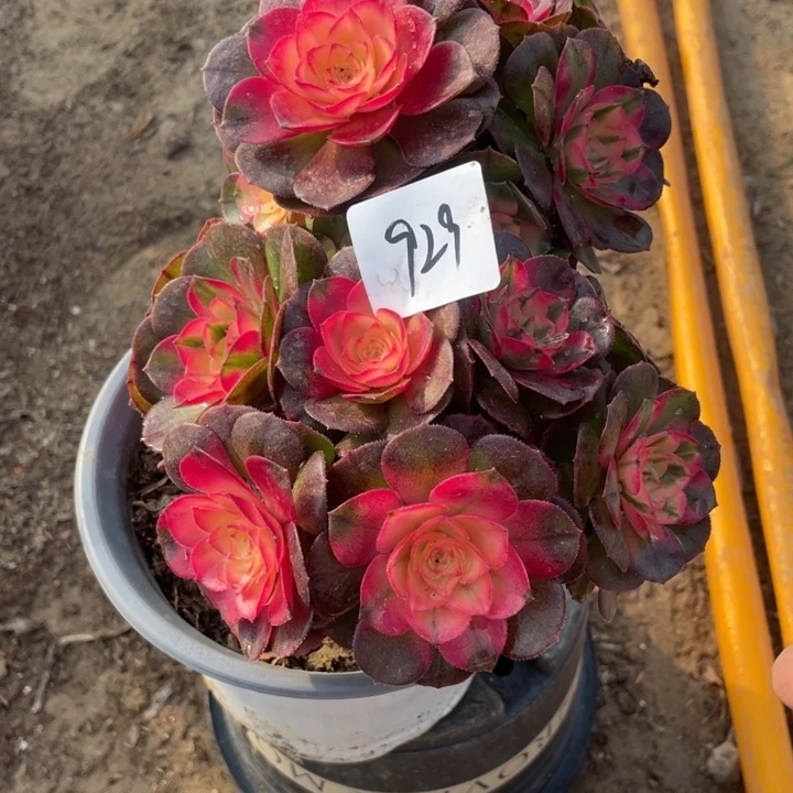 法师植物荔枝法师929