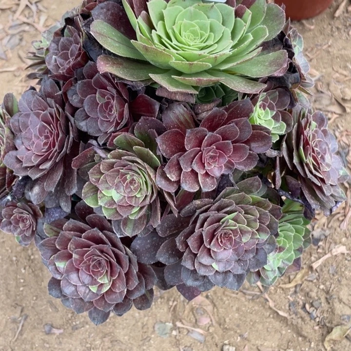 031多肉植物花月夜