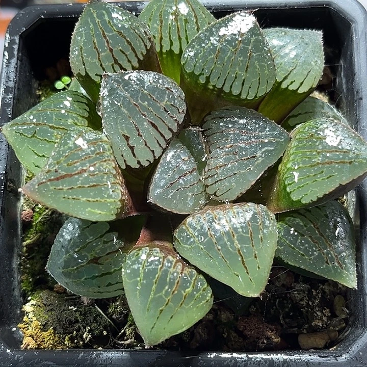 十二卷多肉香瓜岛