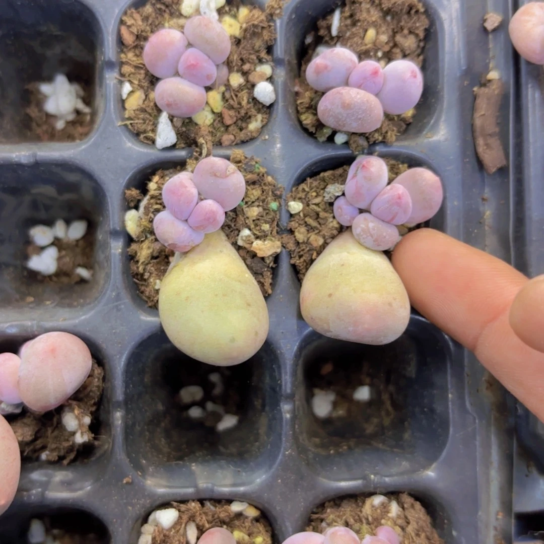 单头Mike一颗量拍