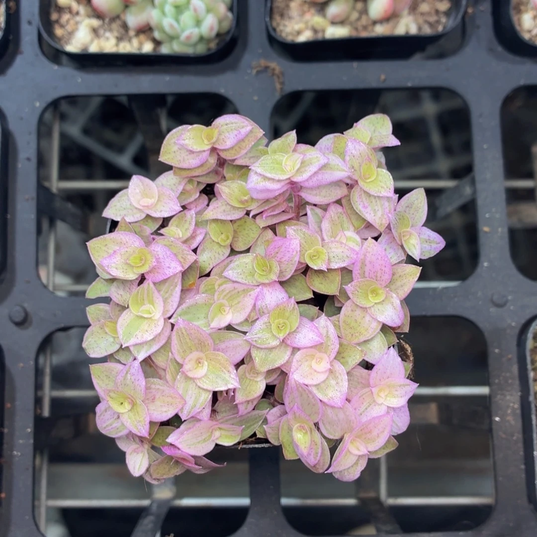 胭脂云多肉9.9包邮发货