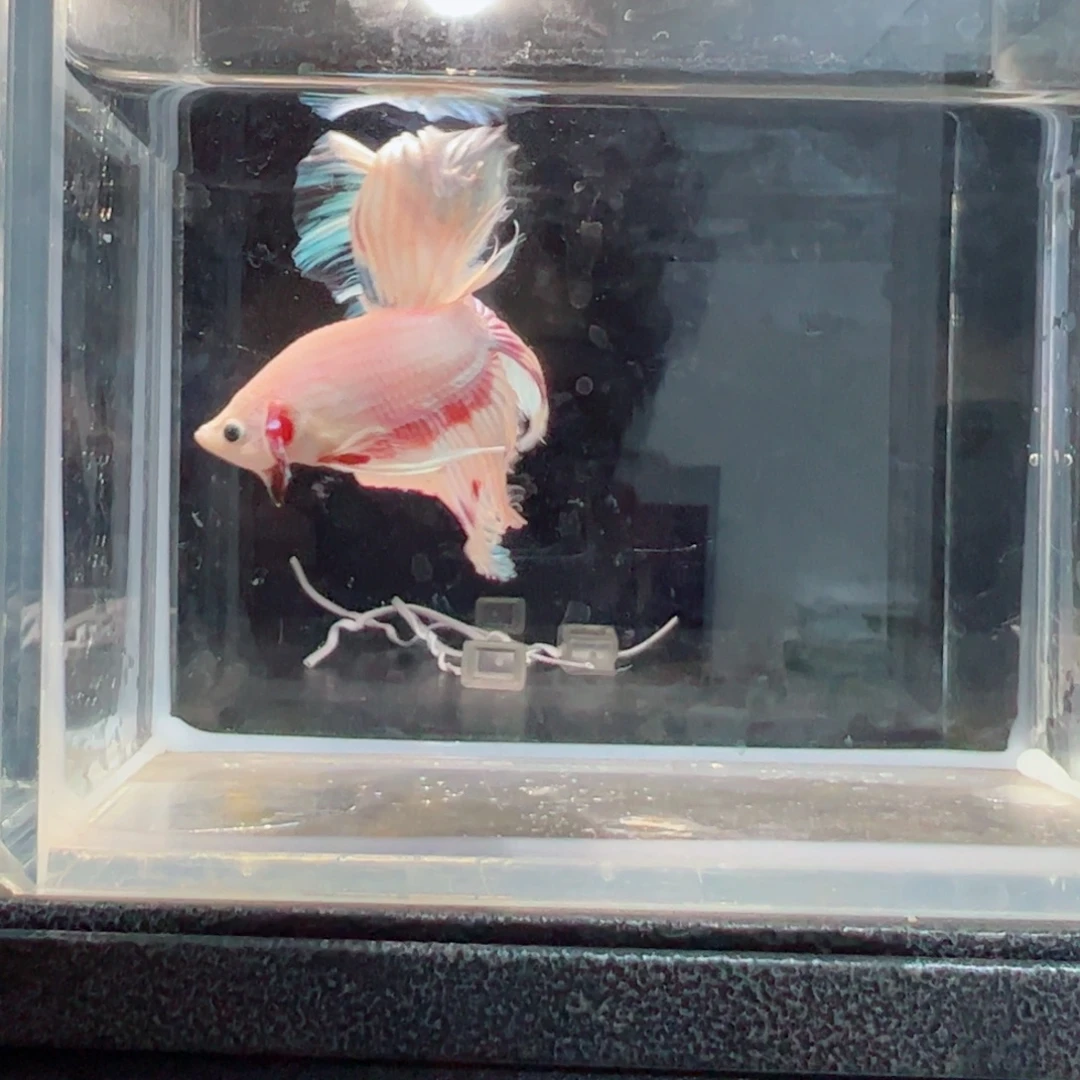 斗鱼浅色仙仙裙特殊尾