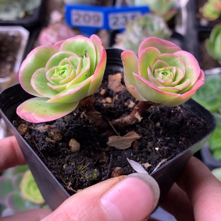 一物一拍果粒橙015