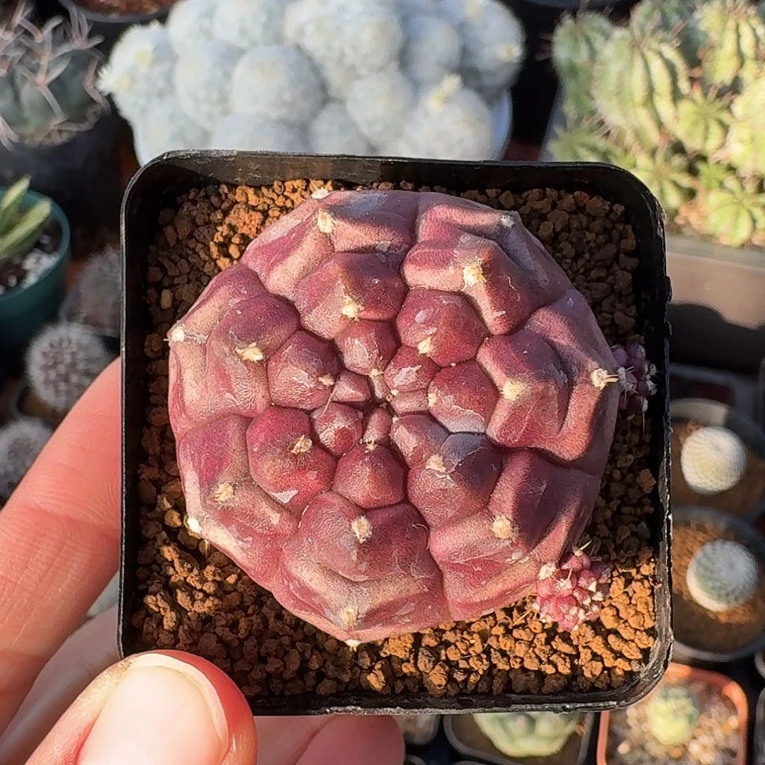 小号梦想仙人球12345