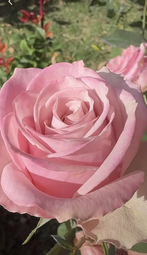 阿馥苑高端切花【彼岸】月季花苗