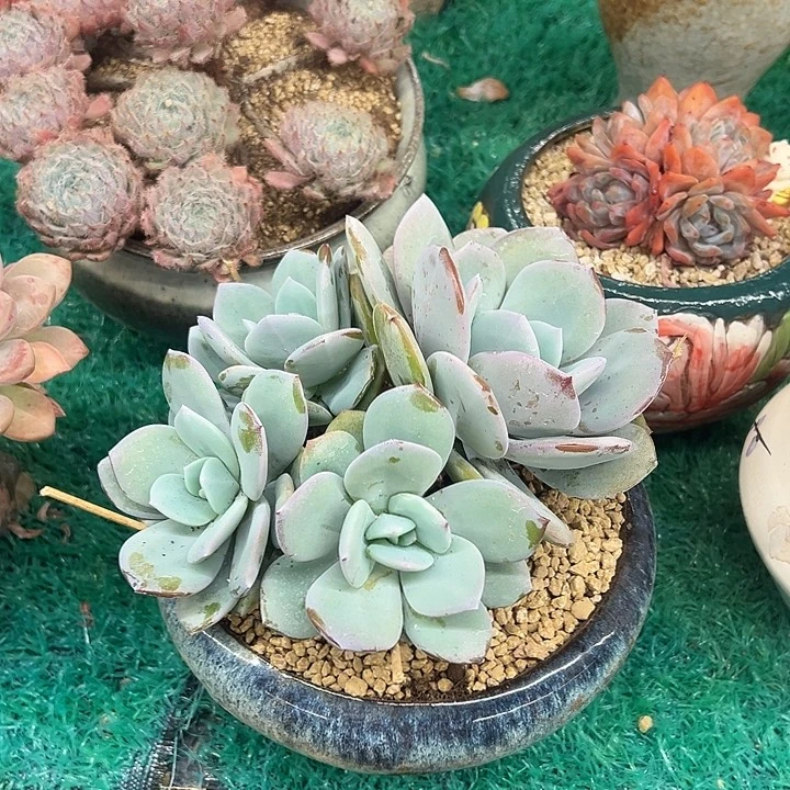 韩版奶茶，，，，，，，，，，，，